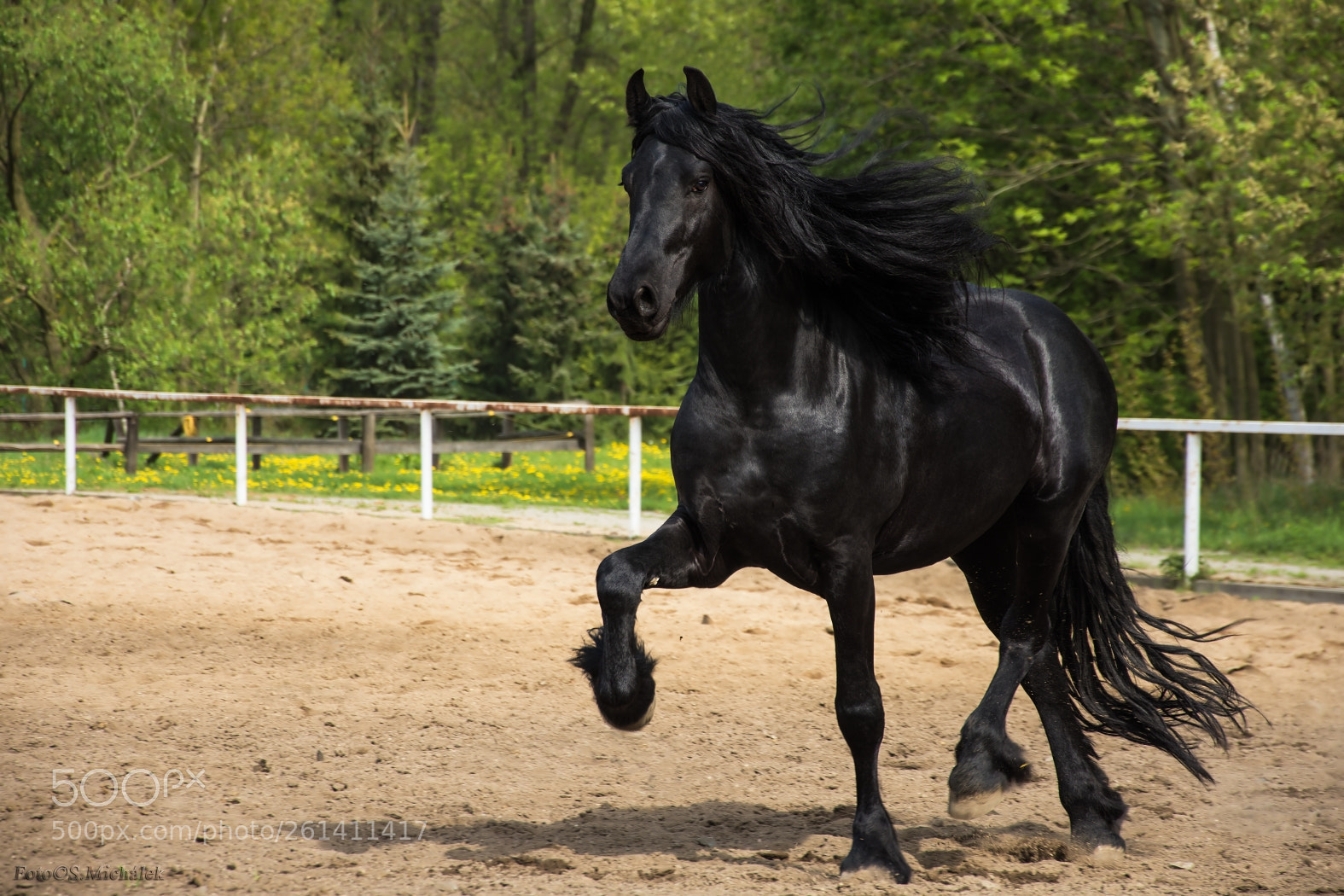 Nikon D7200 sample photo. Horse photography