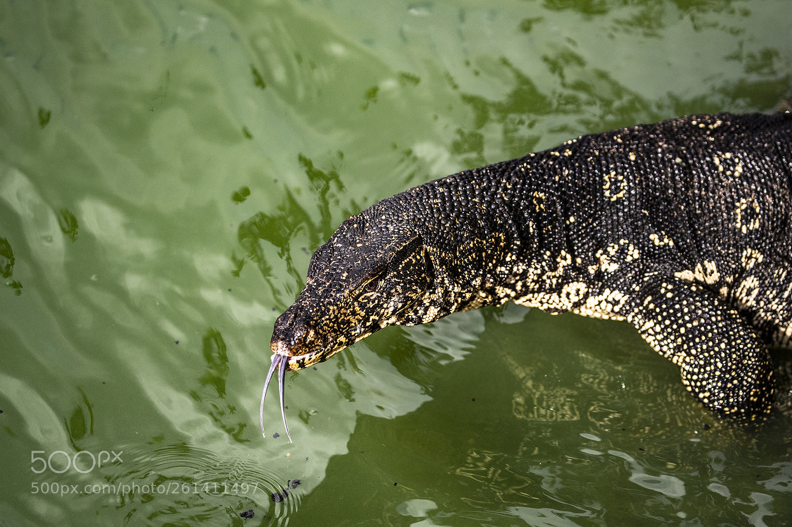 Canon EOS-1D X Mark II sample photo. Colombo photography