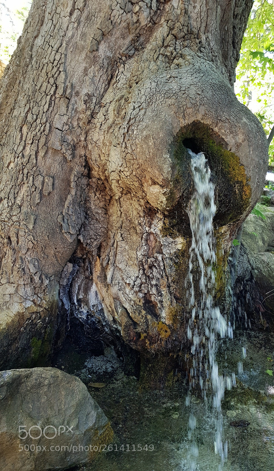 Samsung Galaxy S8 sample photo. Ye old tree. photography