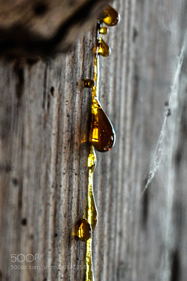 Nikon D3100 sample photo. Riflessi ambrati photography