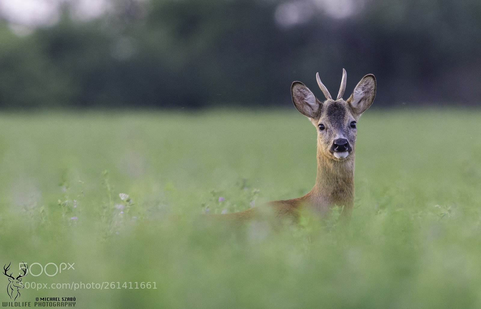 Nikon D7100 sample photo. Young, wild and free photography