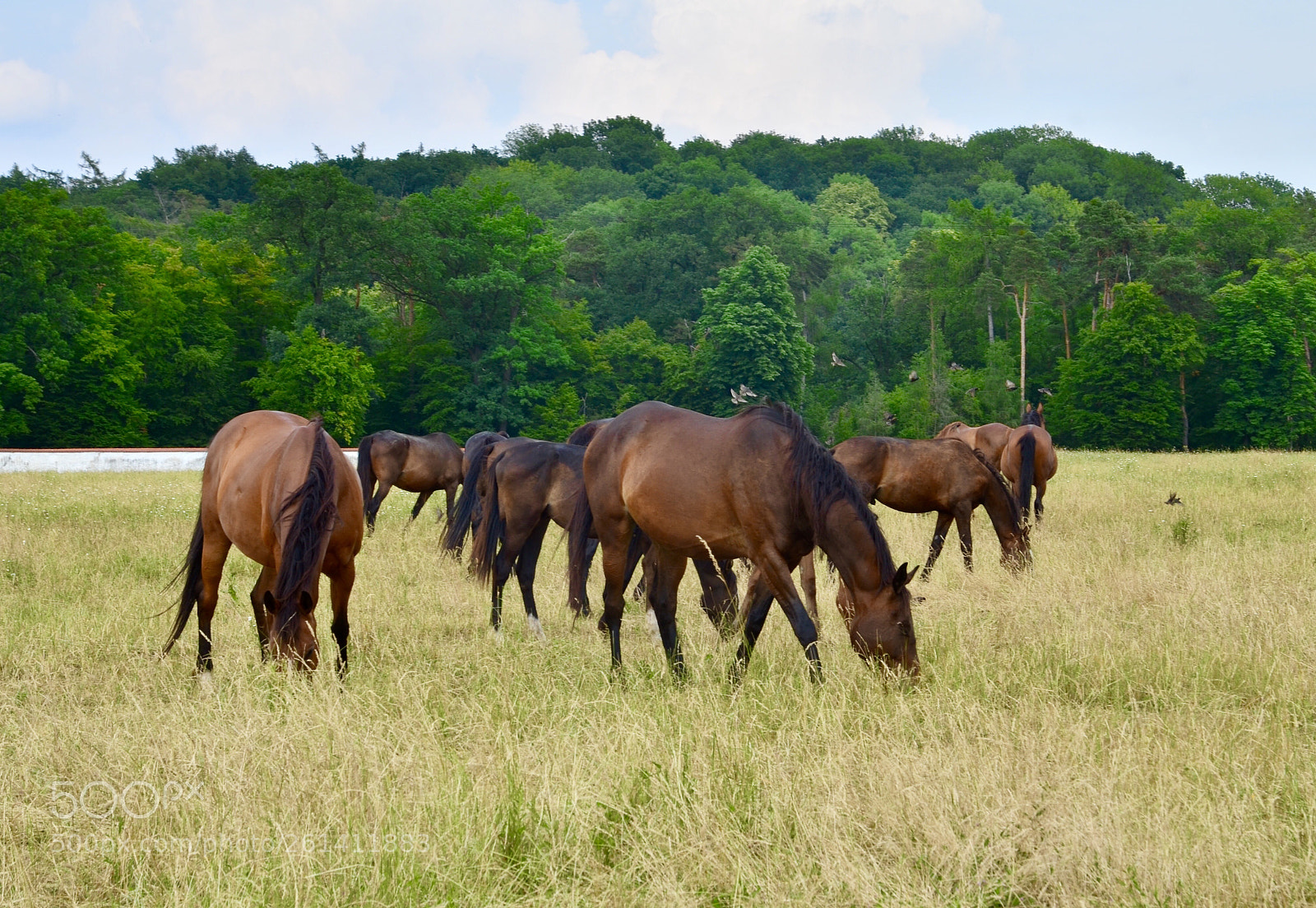 Nikon D5100 sample photo. Herd photography