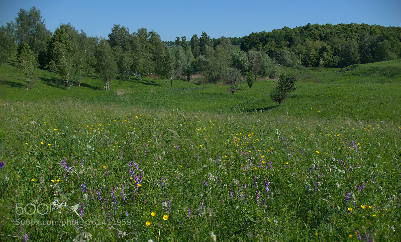 Nikon D750 sample photo. Meadow photography