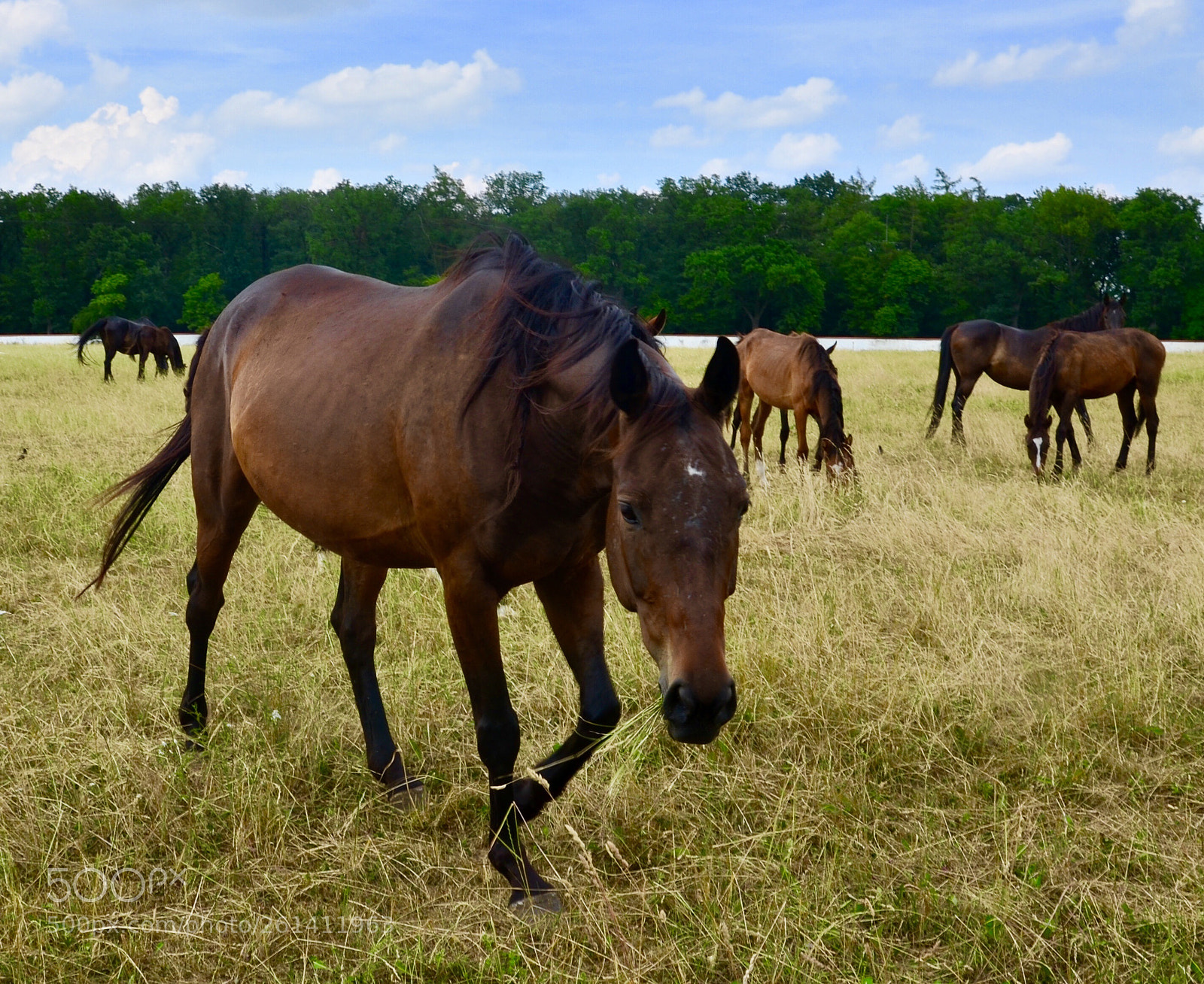 Nikon D5100 sample photo. Do not disturb, i photography