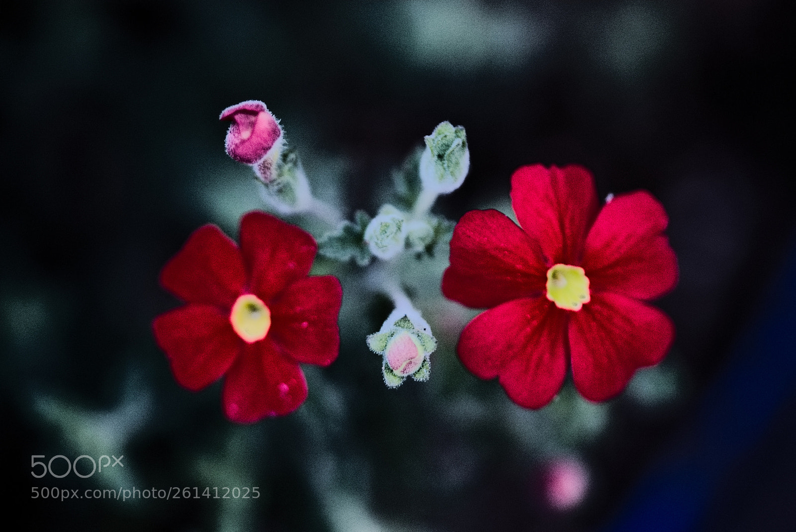Nikon D810 sample photo. Good relation/// photography