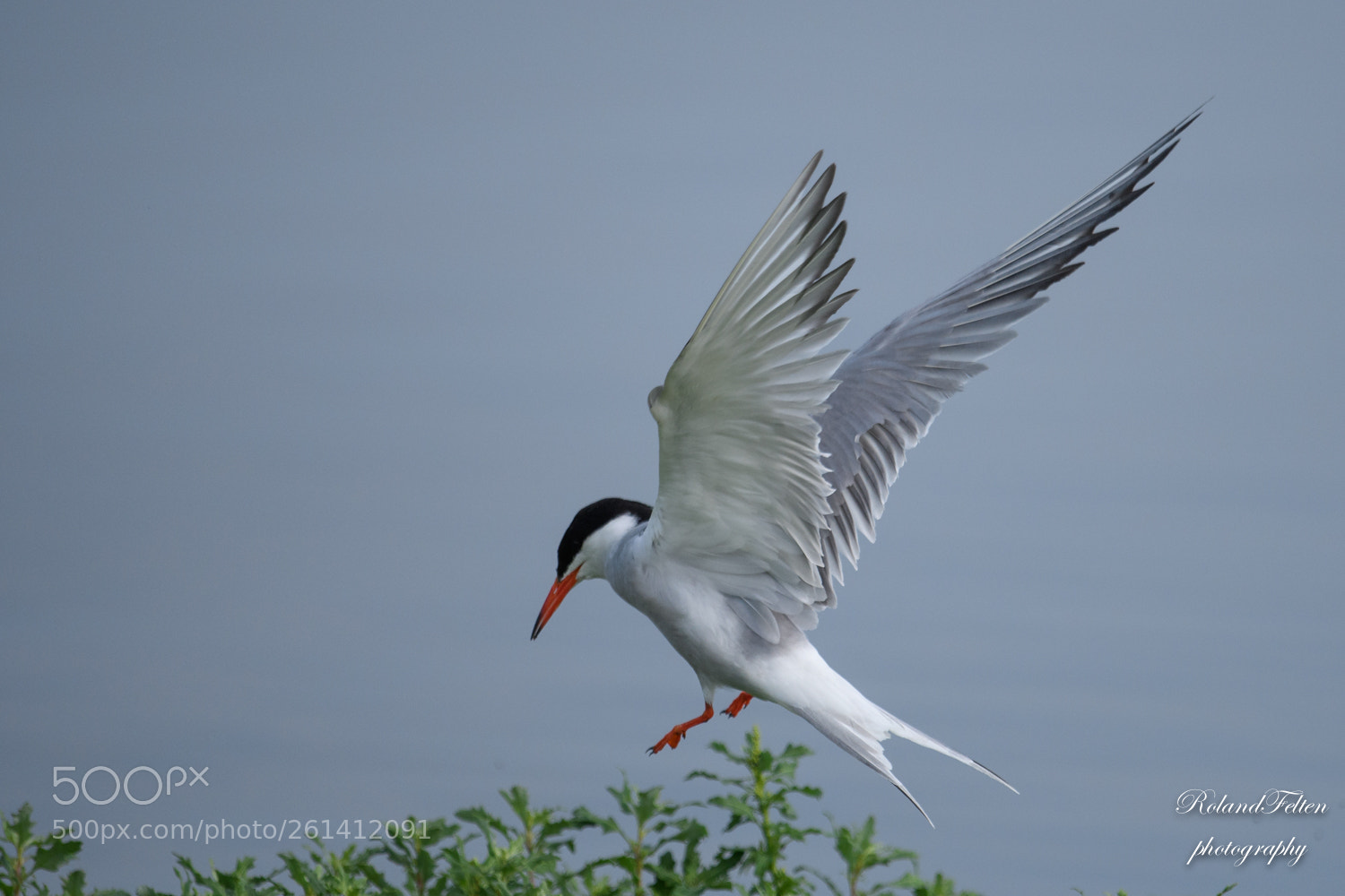 Nikon D500 sample photo. Common tern photography