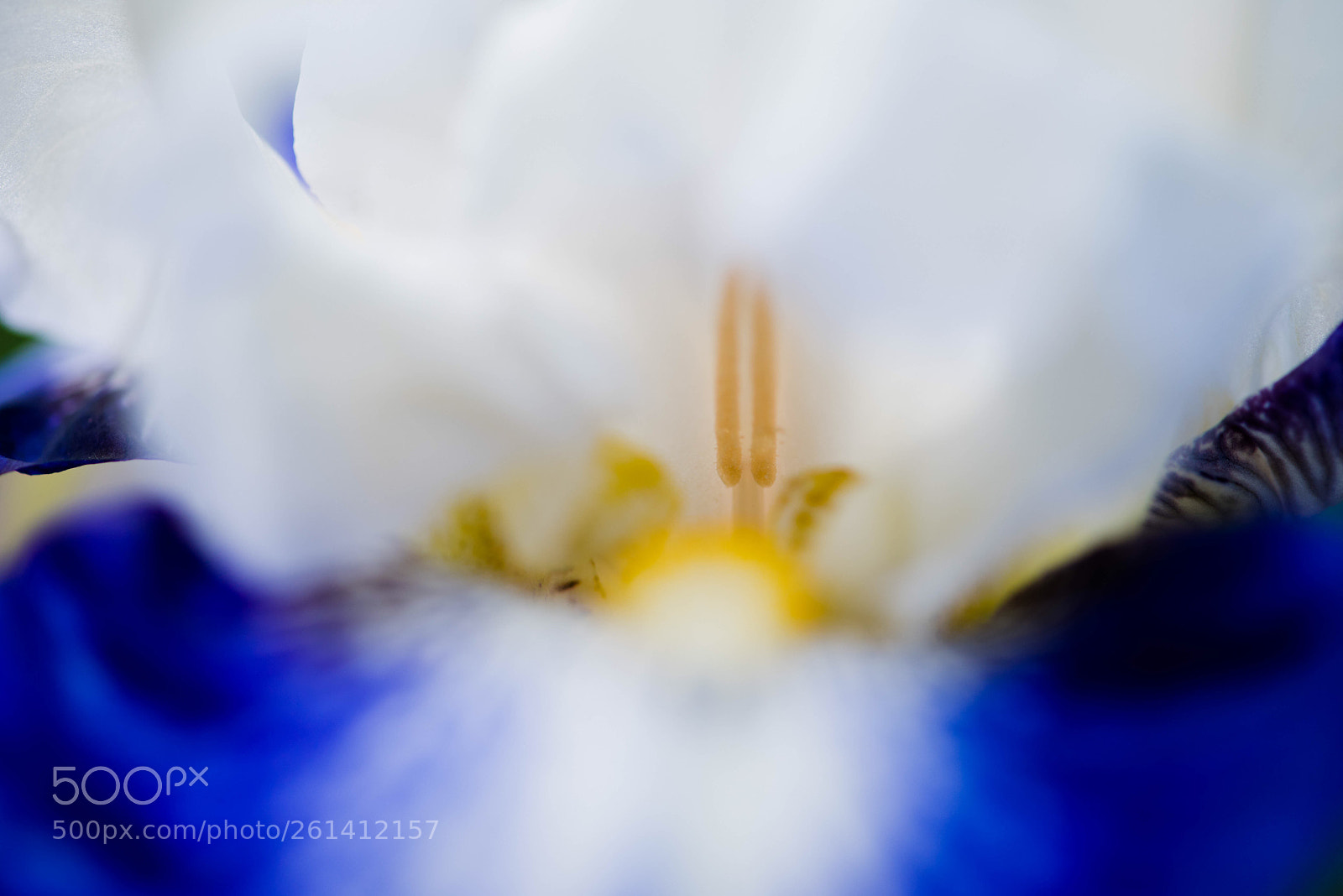 Nikon D750 sample photo. De bleu et de photography