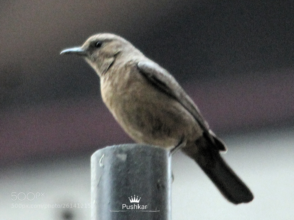 Canon EOS 1200D (EOS Rebel T5 / EOS Kiss X70 / EOS Hi) sample photo. Bird photography