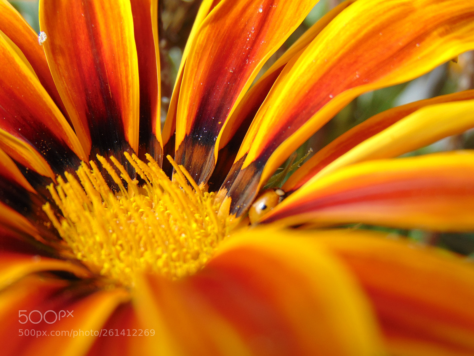 Sony Cyber-shot DSC-H300 sample photo. Hidden ladybug photography