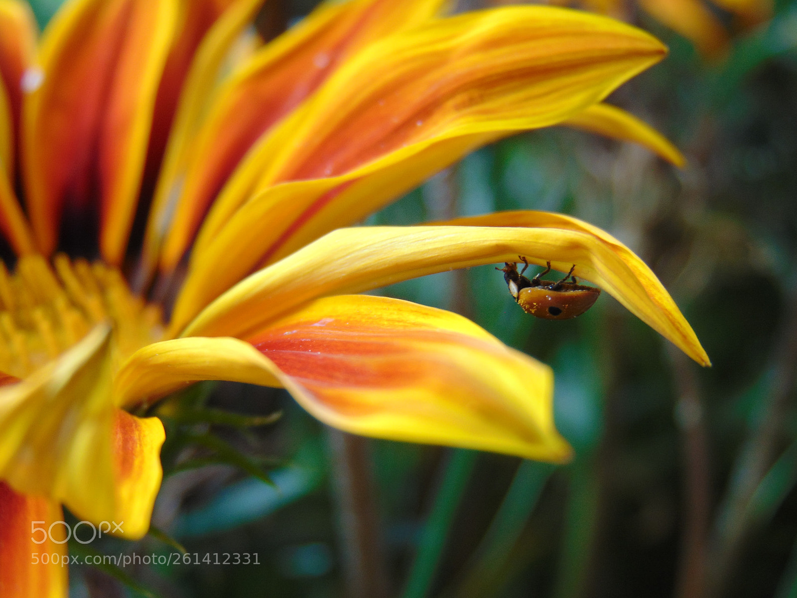 Sony Cyber-shot DSC-H300 sample photo. Updown ladybud photography