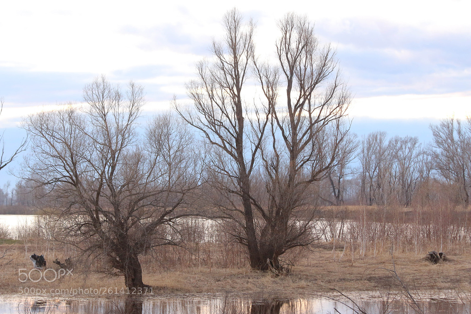 Canon EOS 70D sample photo. Белый вечер Два дерева photography