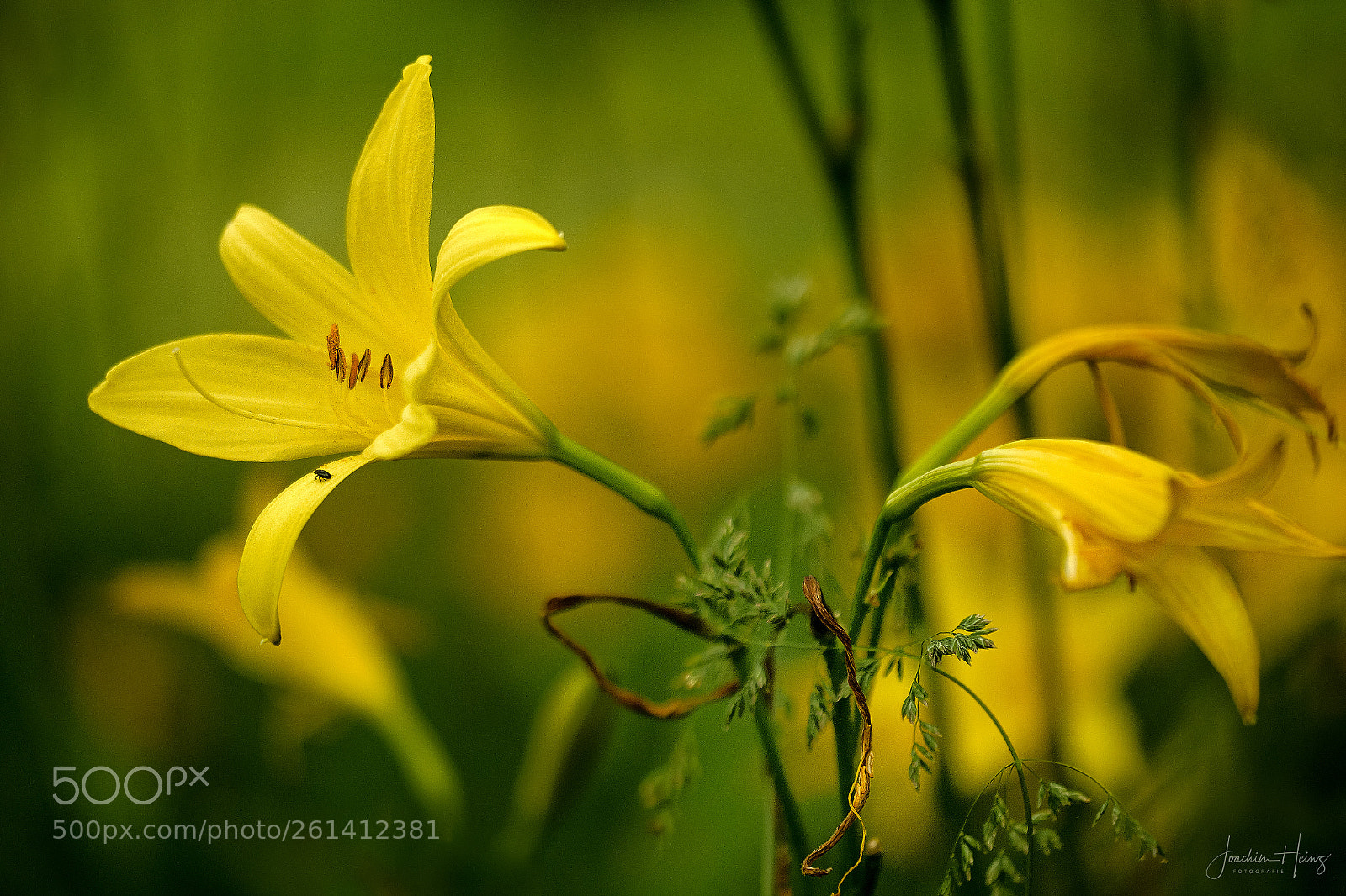 Fujifilm X-T2 sample photo. Lemon daylily photography