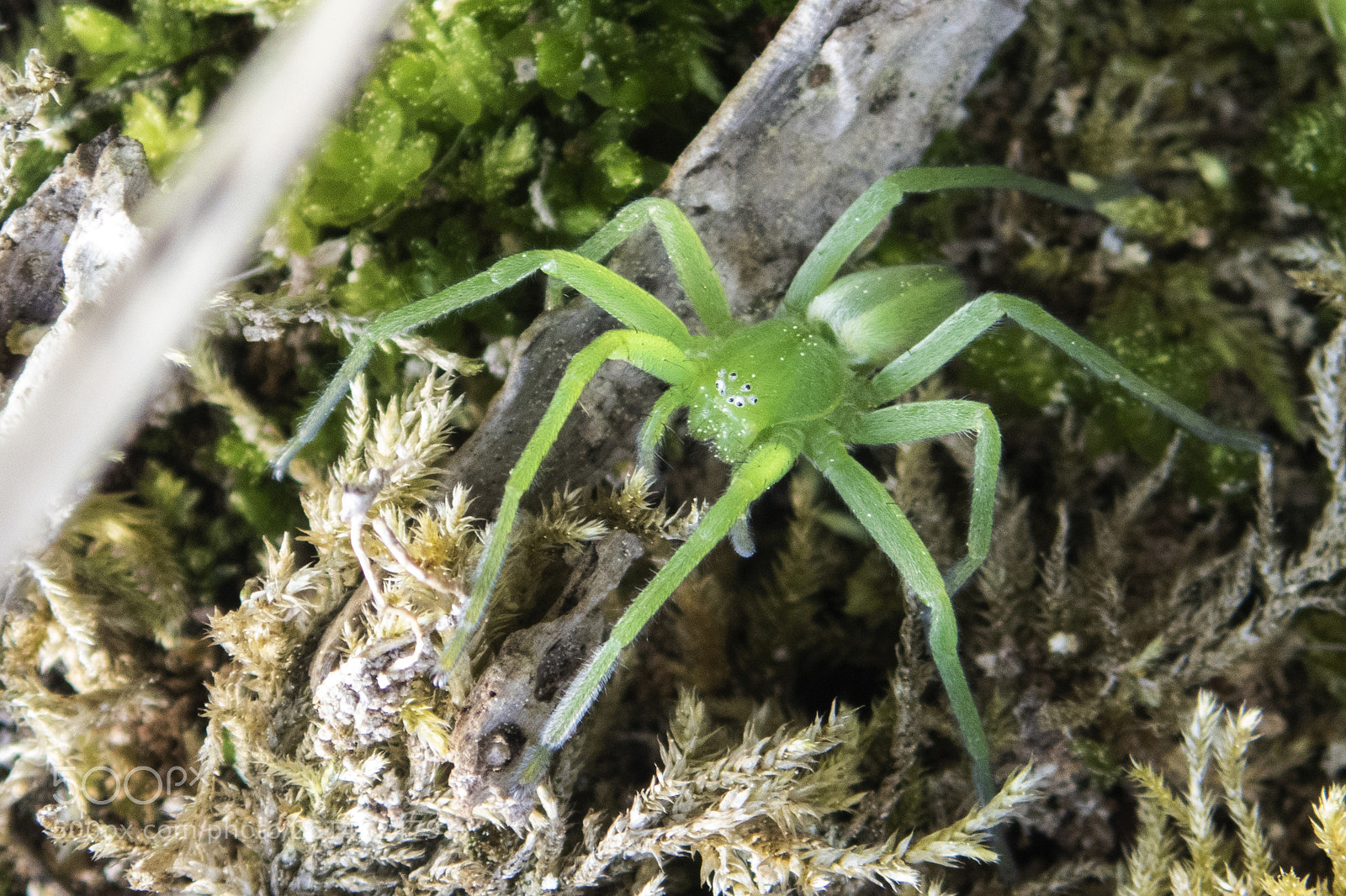 Olympus TG-5 sample photo. Spider (micrommata virescens) photography