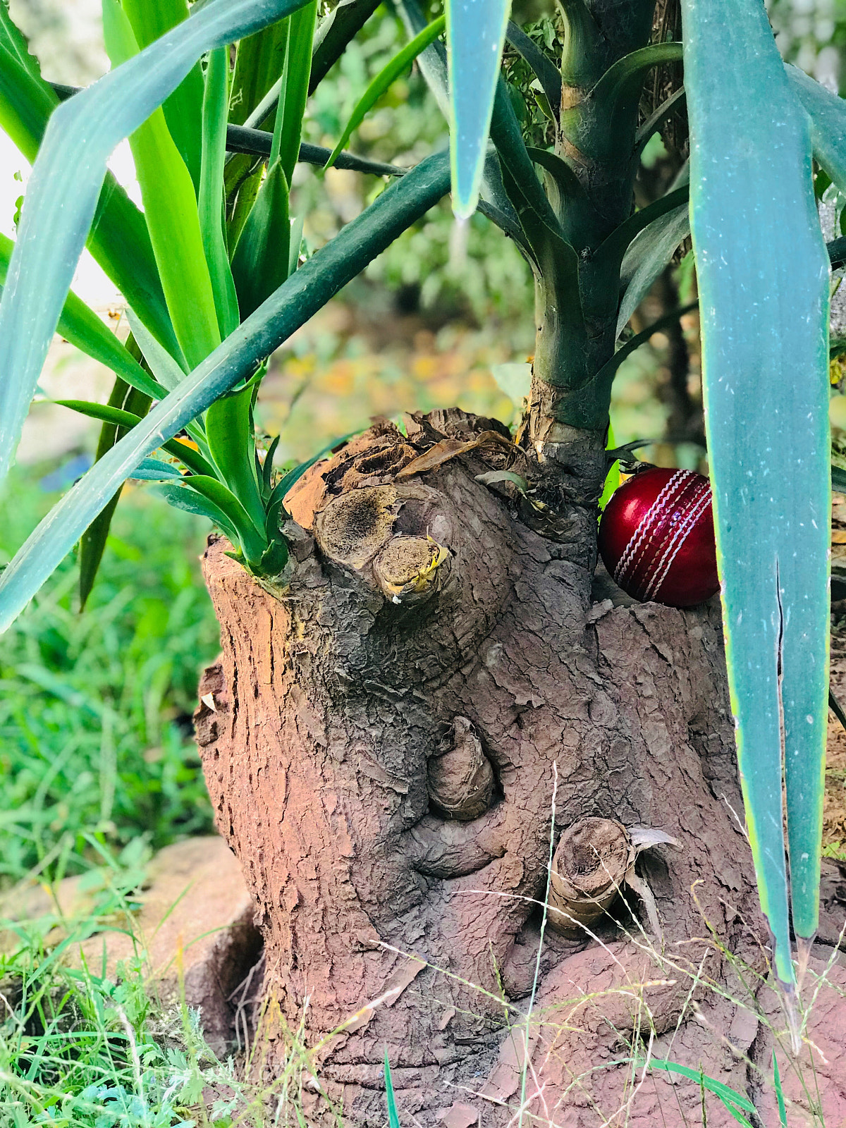 Apple iPhone 7 Plus sample photo. Untitled photography