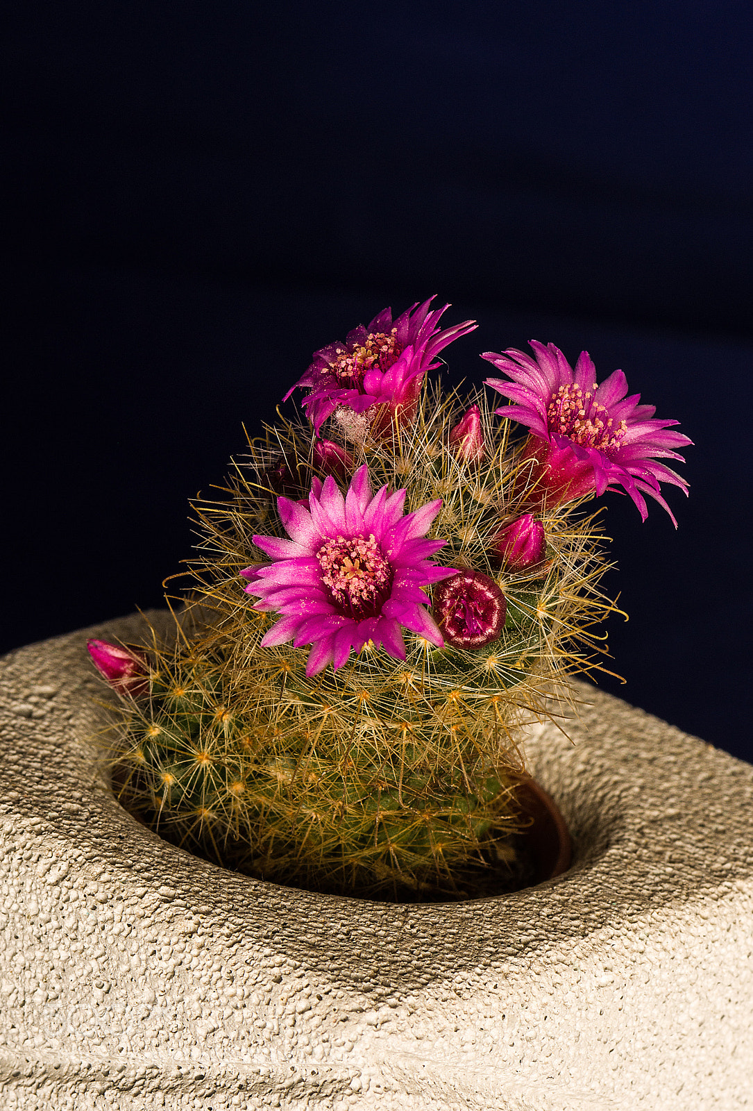 Nikon D7200 sample photo. Cactus photography