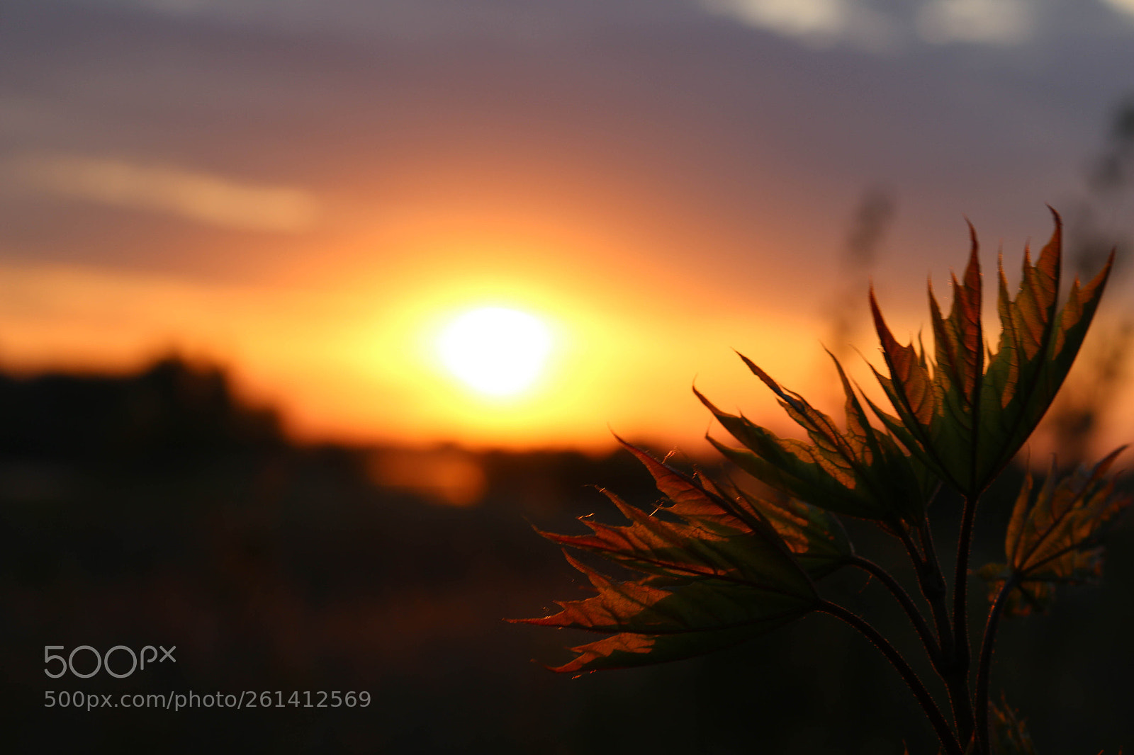 Canon EOS 70D sample photo. На закате photography