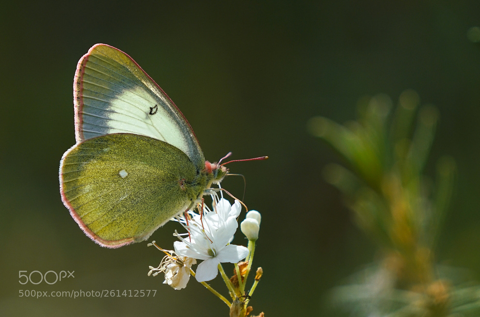 Sony a7R II sample photo. Arctic clouded yellow photography