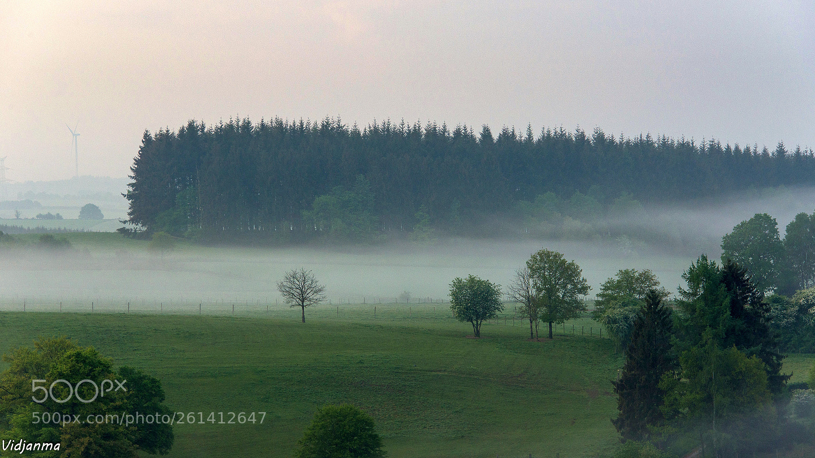 Nikon D610 sample photo. Dancing trees photography