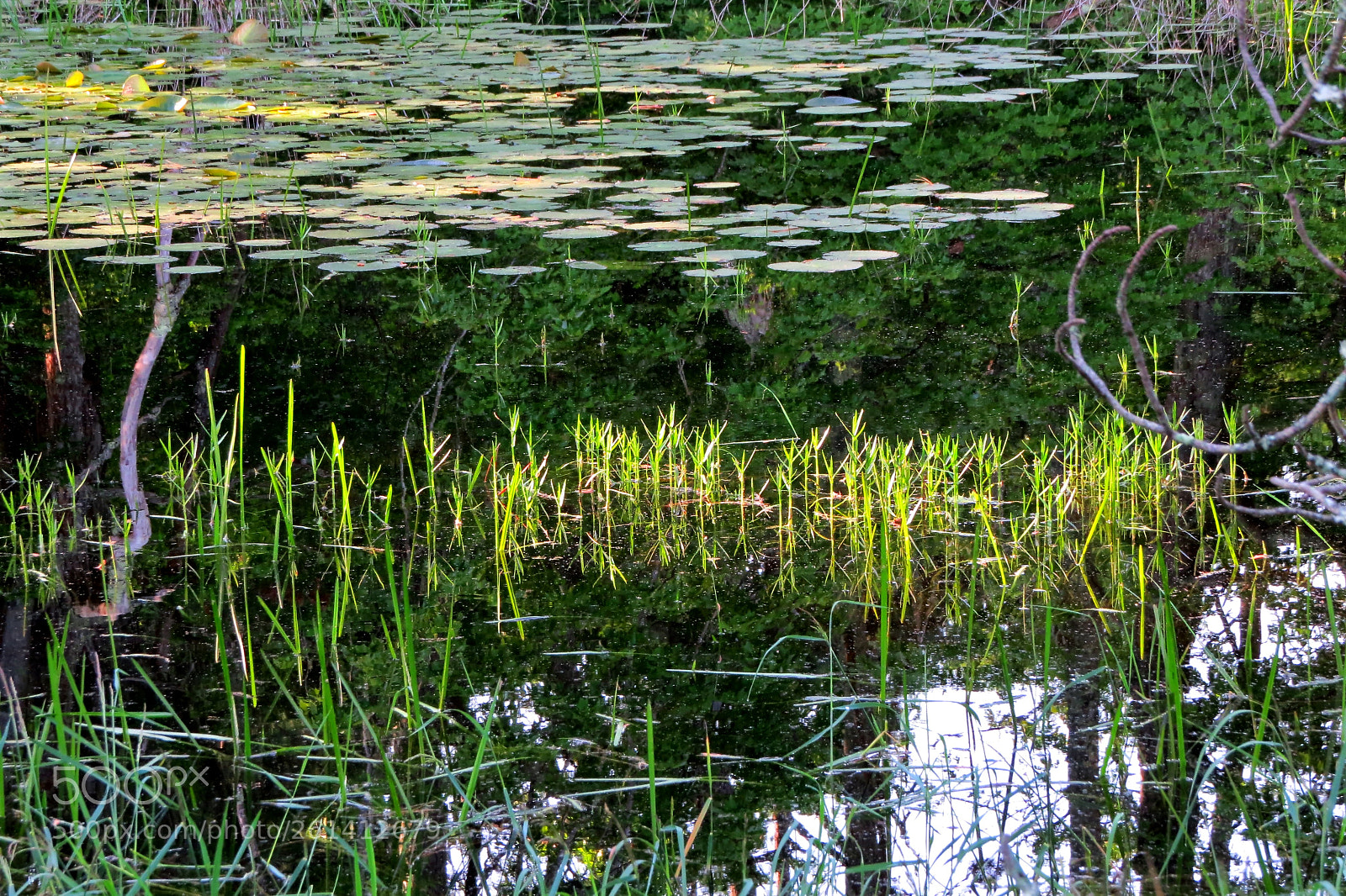Canon PowerShot SX50 HS sample photo. Reflections photography
