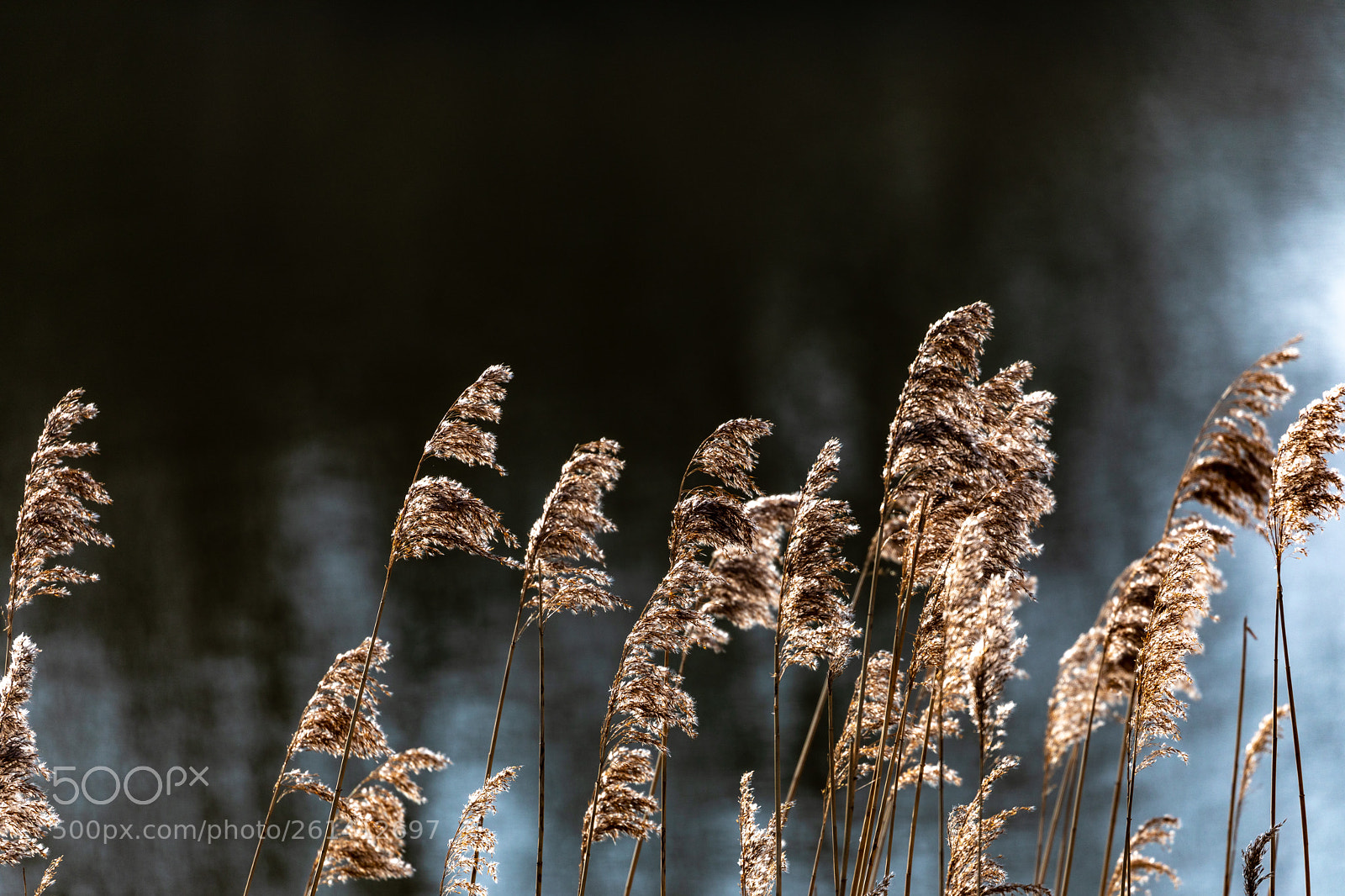 Canon EOS 5D Mark IV sample photo. Reed in backlight photography