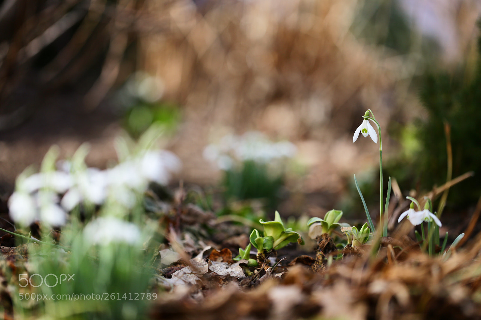 Canon EOS 6D sample photo. Spring photography