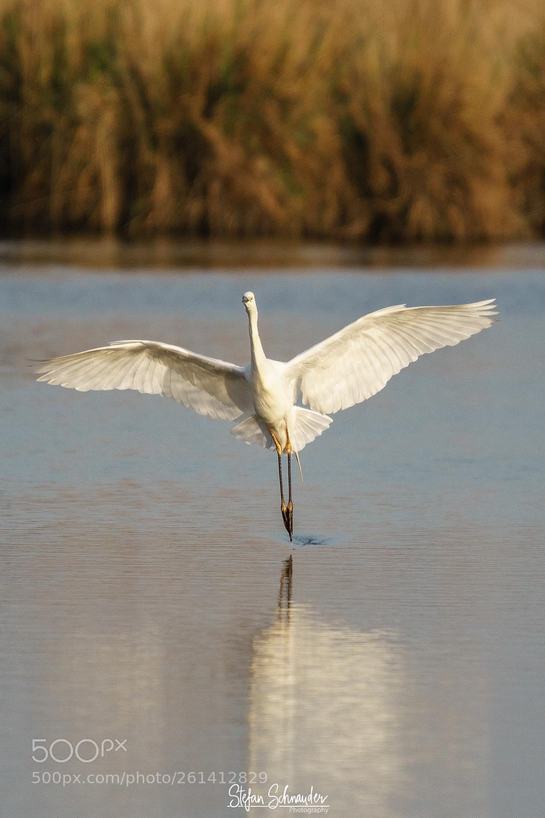 Sony ILCA-77M2 sample photo. Great white heron photography