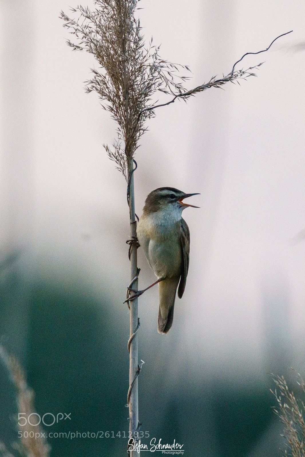 Sony ILCA-77M2 sample photo. Sedge warbler photography