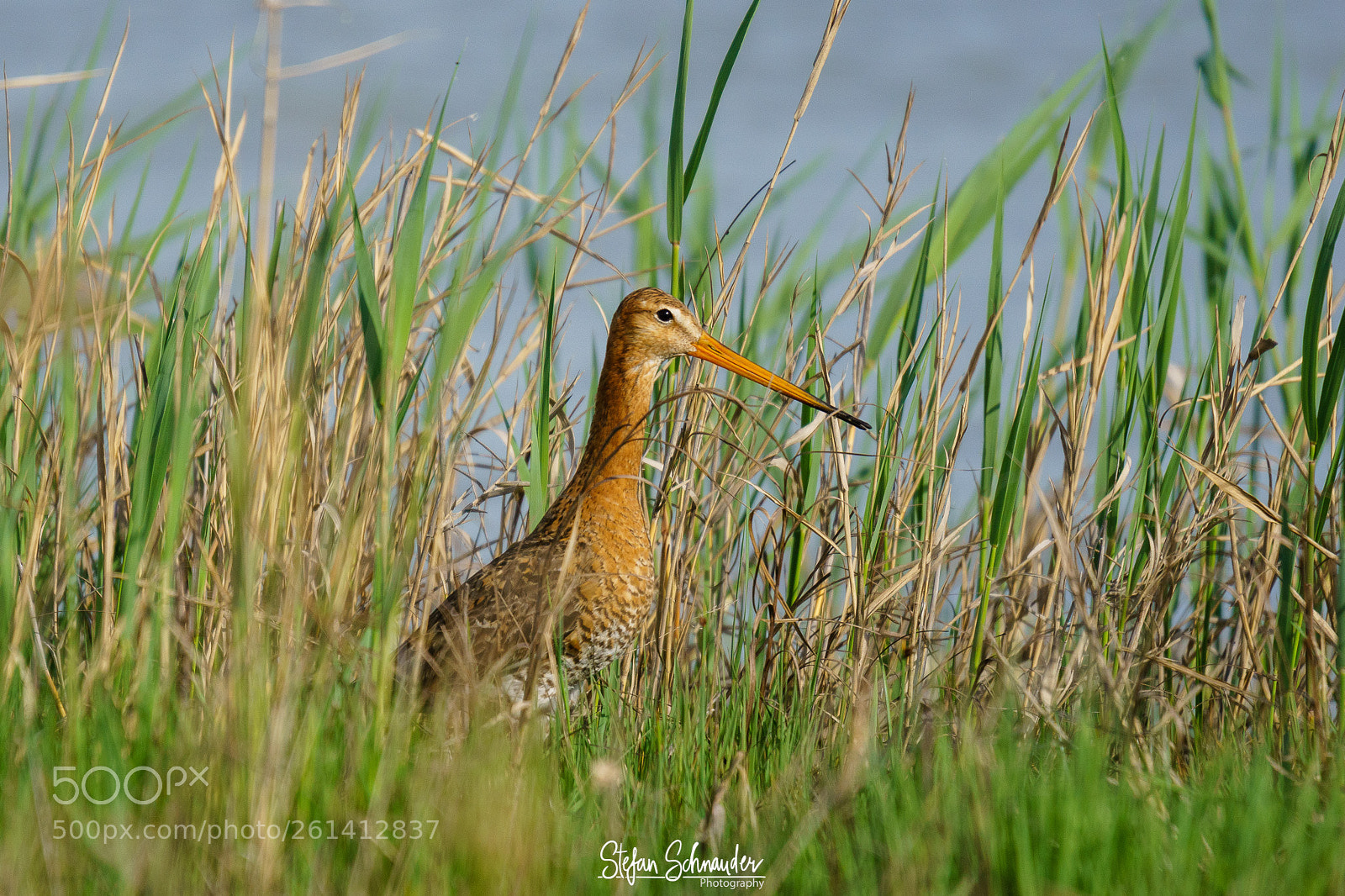 Sony ILCA-77M2 sample photo. Black-tailed godwit photography