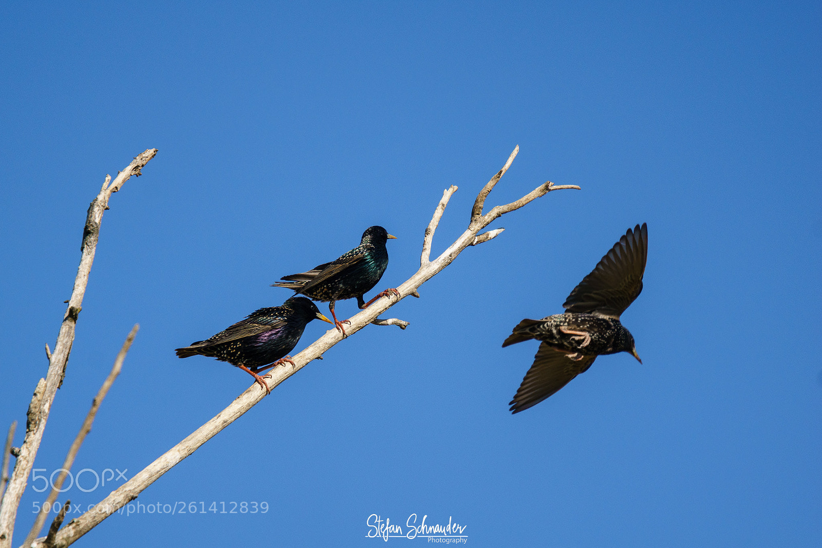 Sony ILCA-77M2 sample photo. Starlings photography