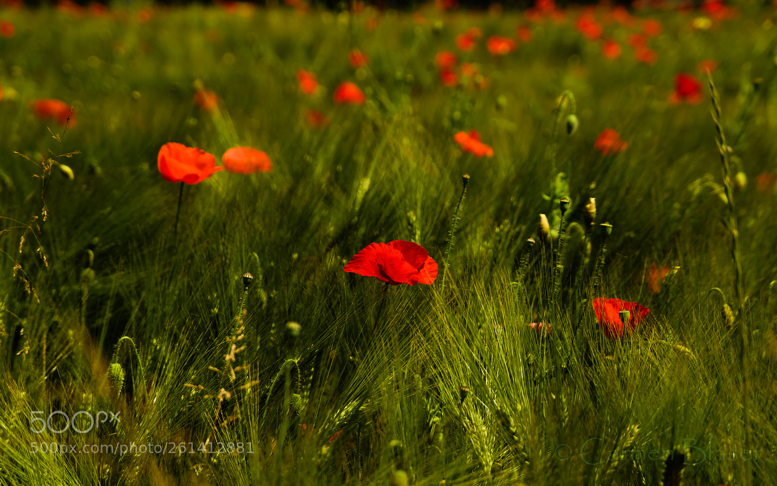 Nikon D500 sample photo. Cornfield with poppies photography