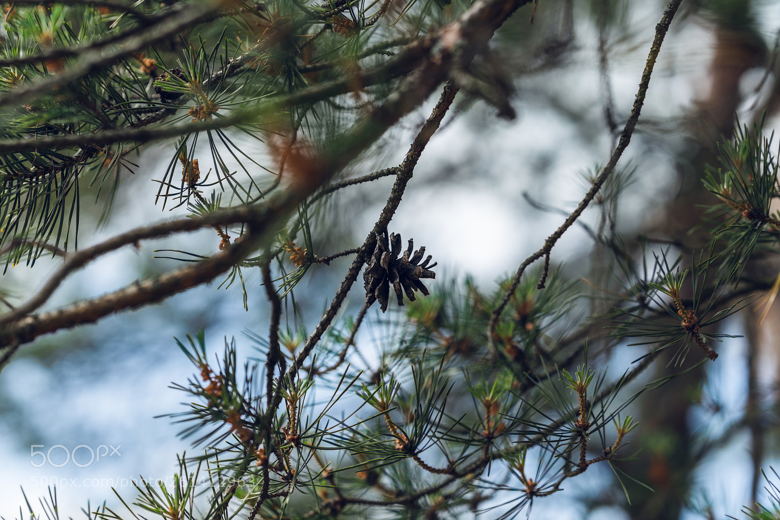Sony a7R III sample photo. Pinecone photography
