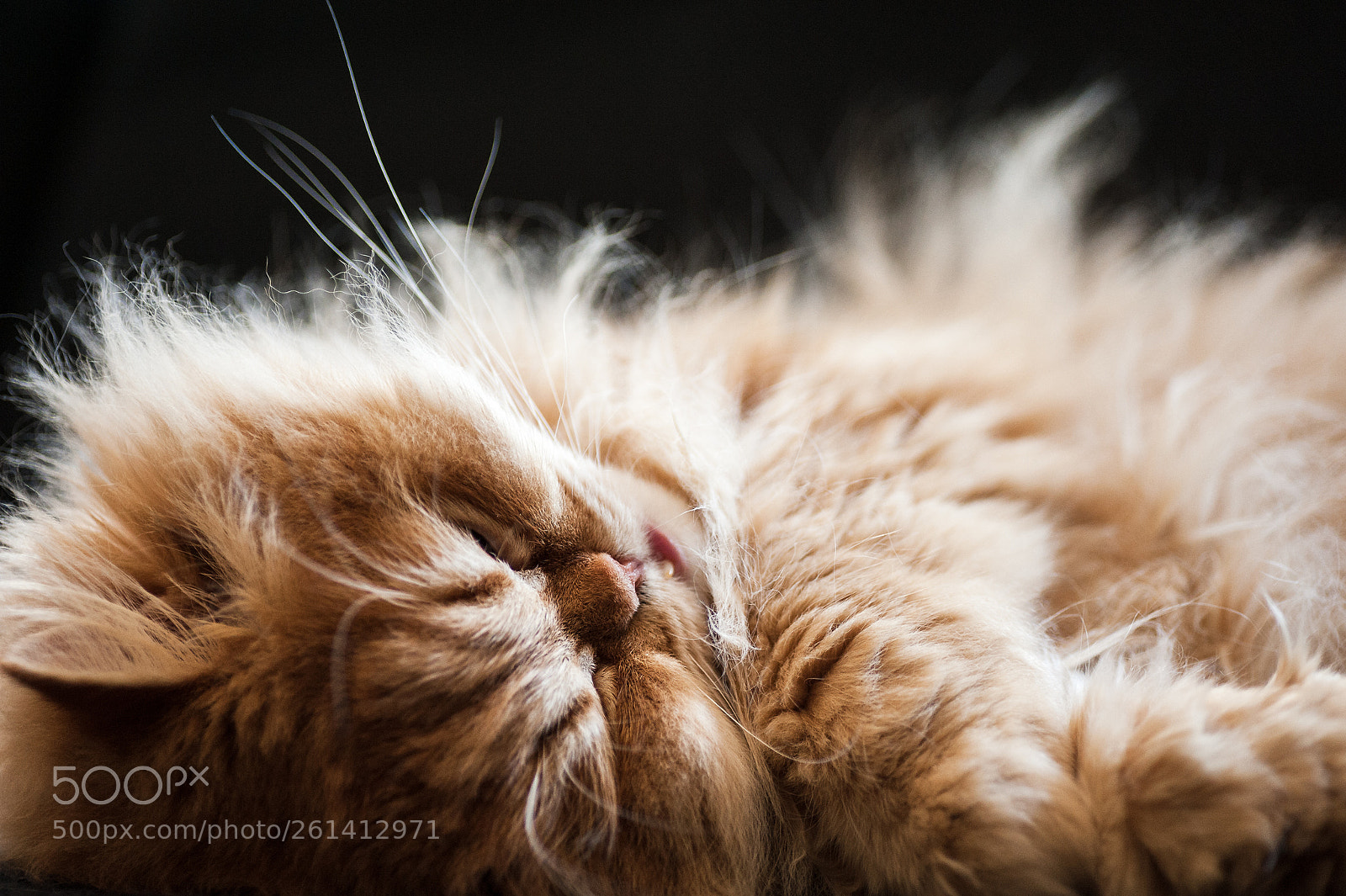 Nikon D700 sample photo. Sleepy cat photography