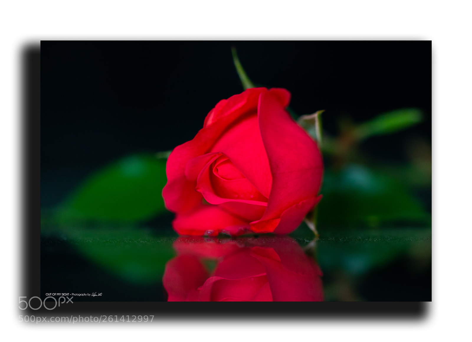 Canon EOS 600D (Rebel EOS T3i / EOS Kiss X5) sample photo. -red rose - photography