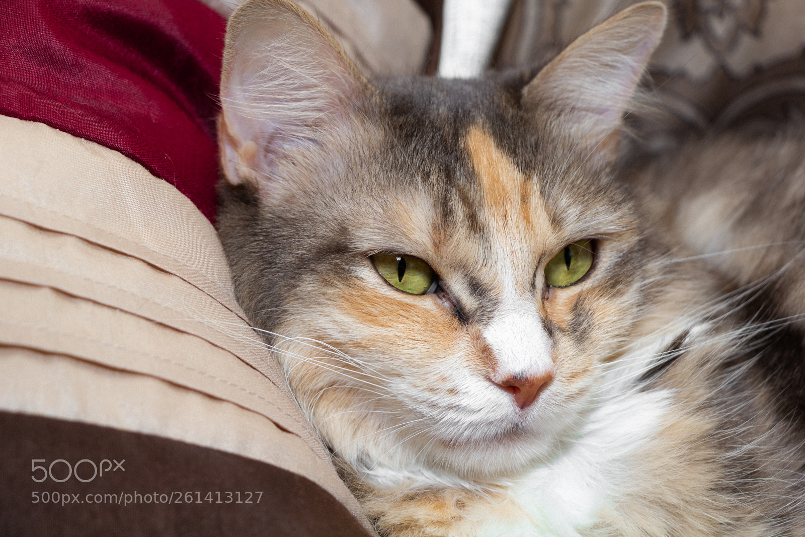 Canon EOS 60D sample photo. Cat pose photography