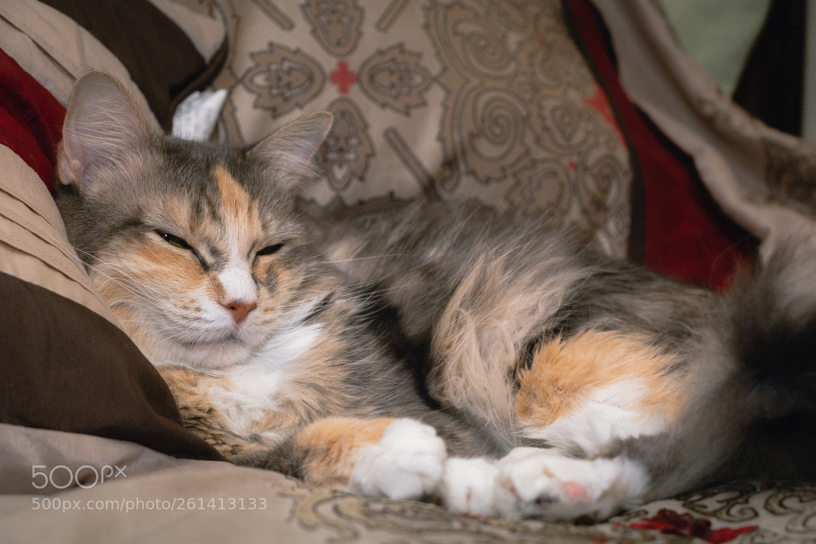 Canon EOS 60D sample photo. Sleepy cat photography
