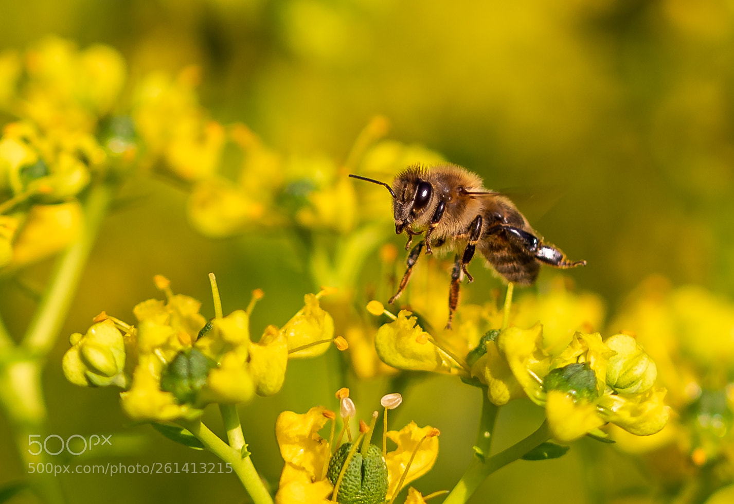 Nikon D750 sample photo. Bee 9 photography