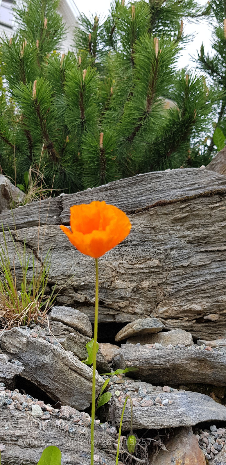 Samsung Galaxy S8 sample photo. On the stones photography
