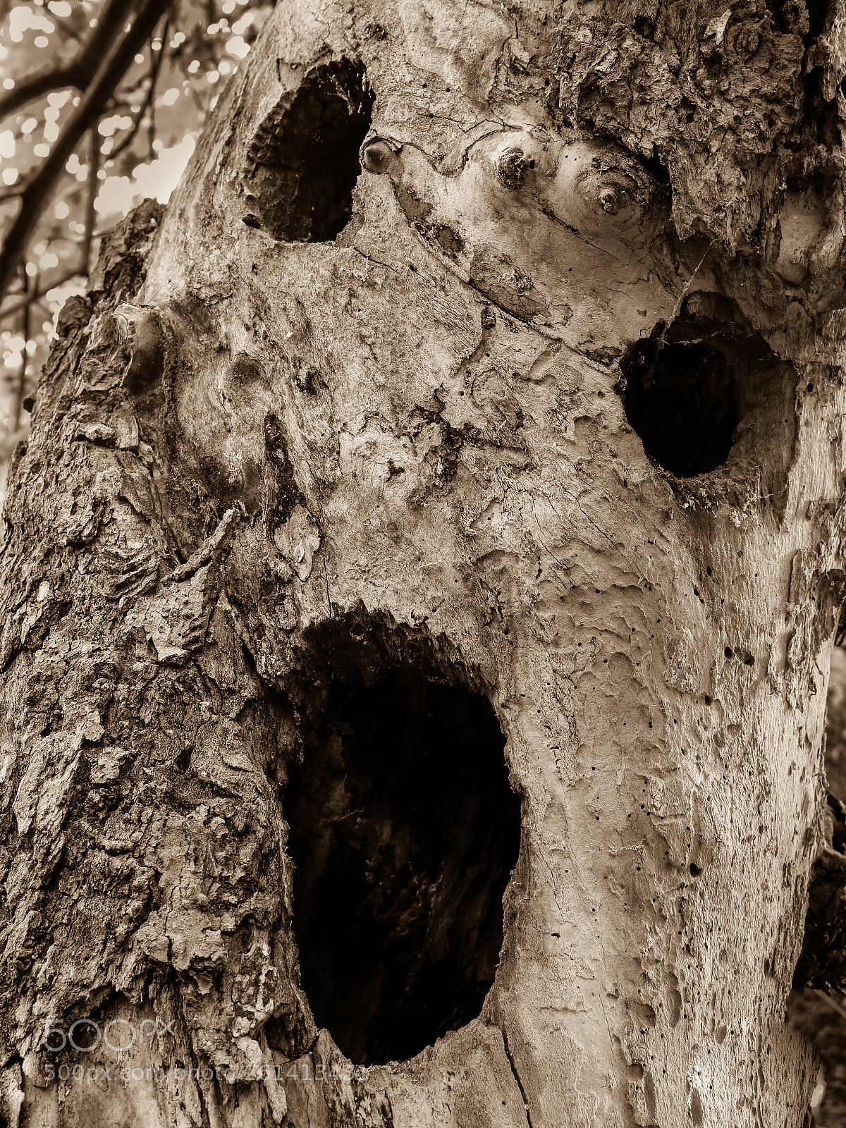 Canon EOS 70D sample photo. Scream photography