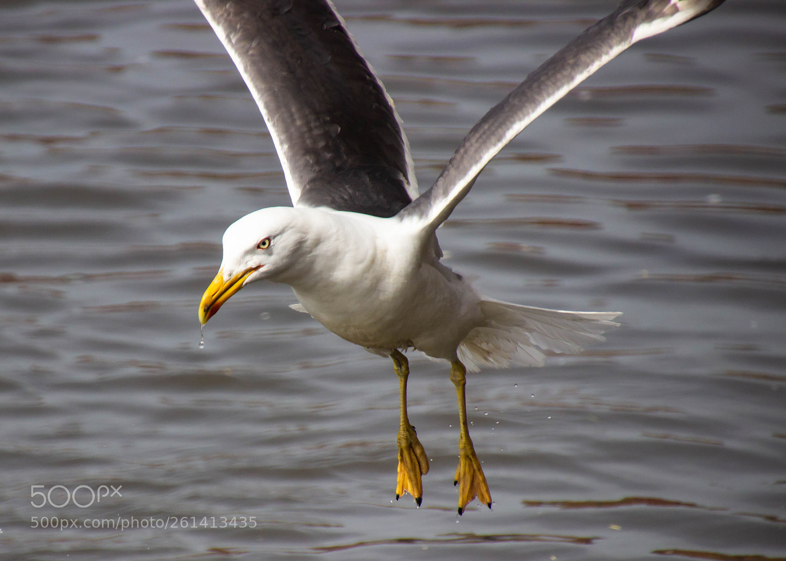 Canon EOS 600D (Rebel EOS T3i / EOS Kiss X5) sample photo. Gull photography