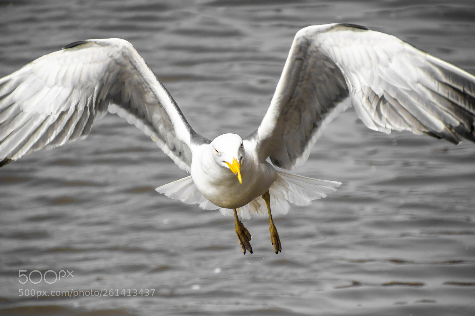 Canon EOS 600D (Rebel EOS T3i / EOS Kiss X5) sample photo. Gull photography