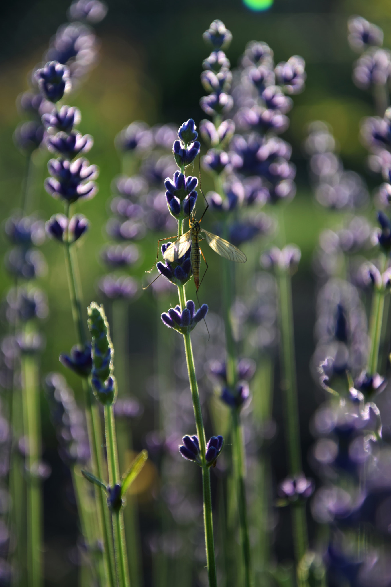 Nikon D3300 sample photo. What squeaks in the grass... photography