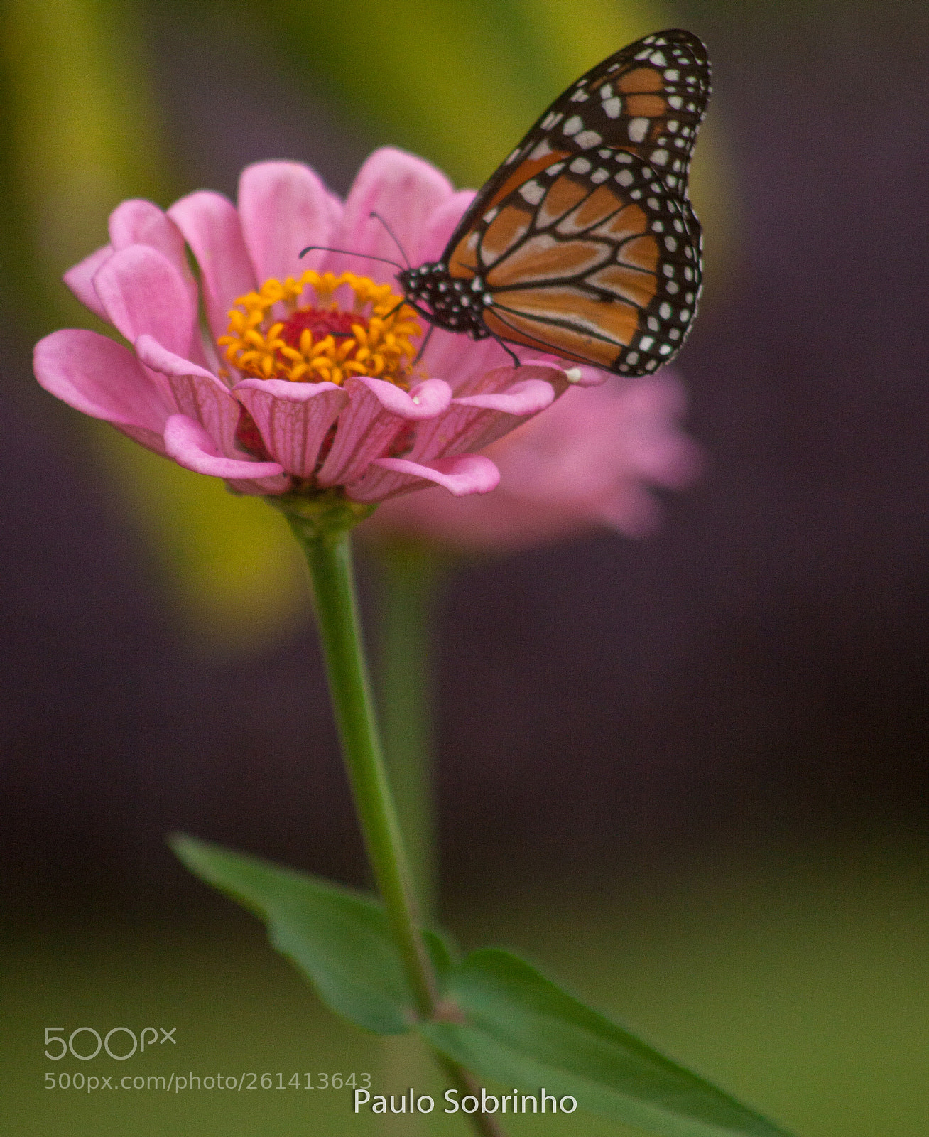 Canon EOS 50D sample photo. Untitled photography