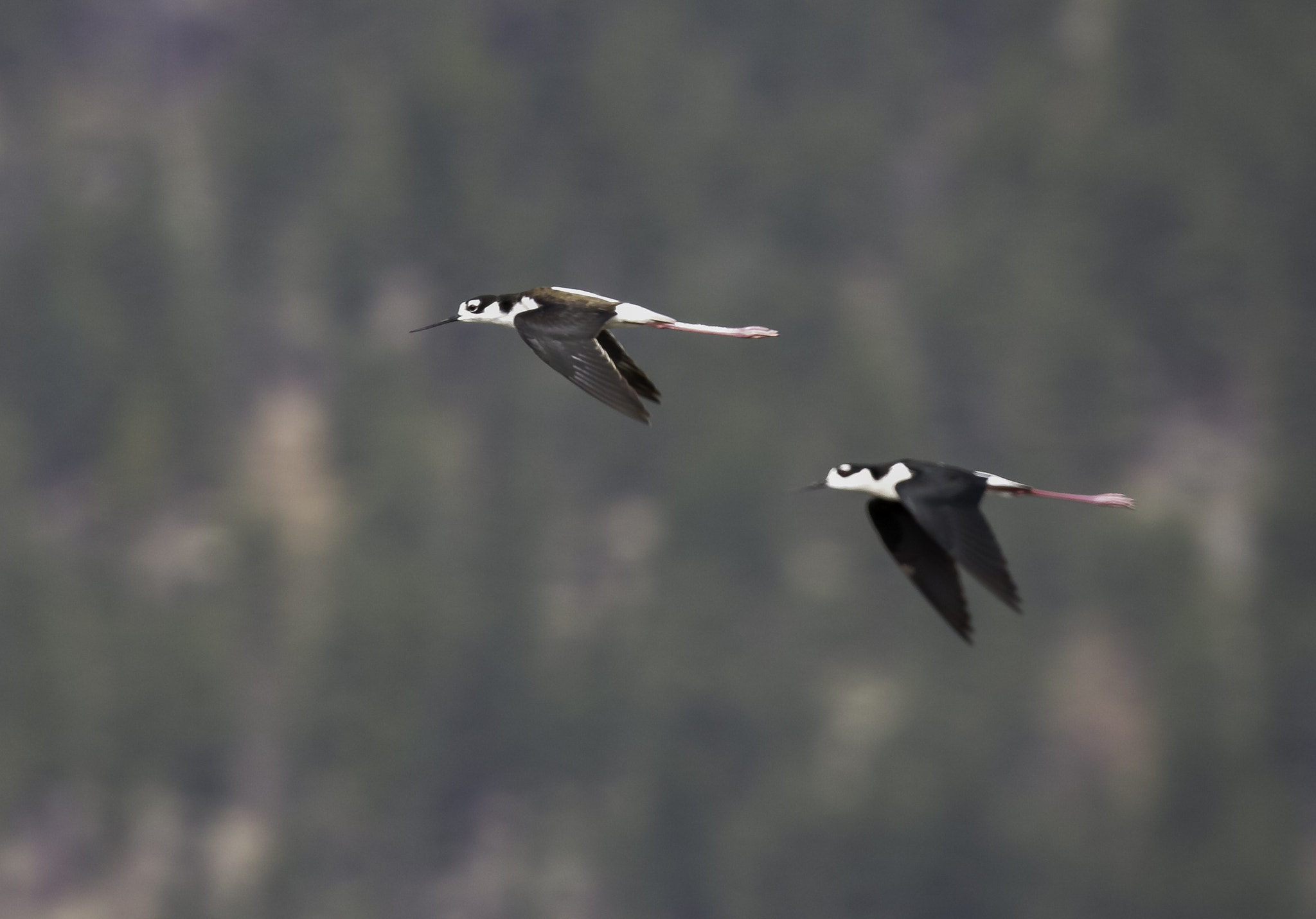 Canon EOS 750D (EOS Rebel T6i / EOS Kiss X8i) sample photo. Black-necked stilts flight photography