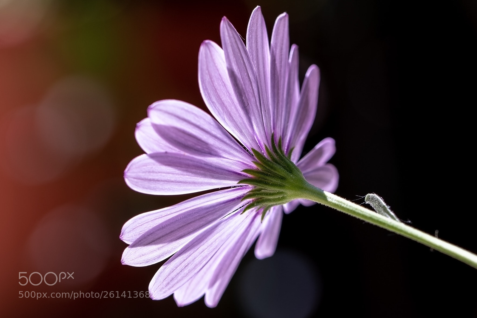 Canon EOS 7D Mark II sample photo. Flower photography