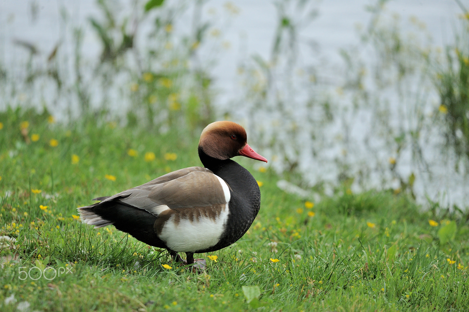 Sigma 150-600mm F5-6.3 DG OS HSM | C sample photo. Red-crested pochard photography