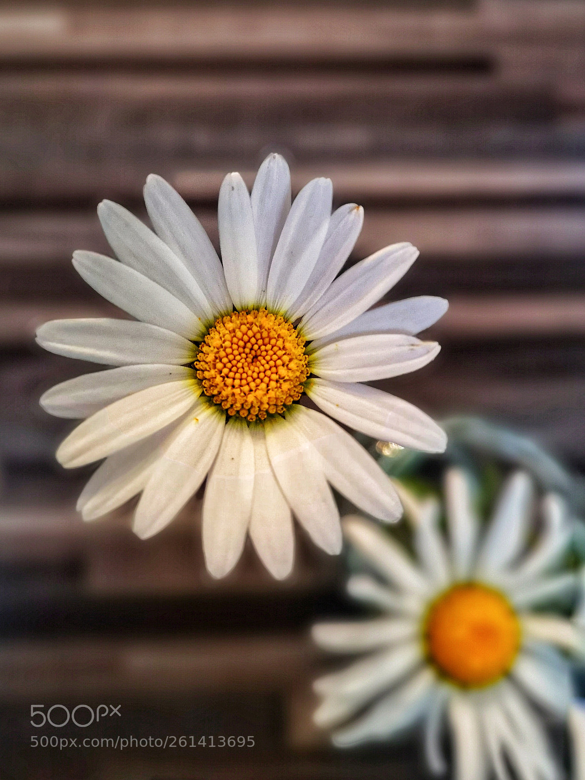 HUAWEI CLT-L29 sample photo. Marguerite photography