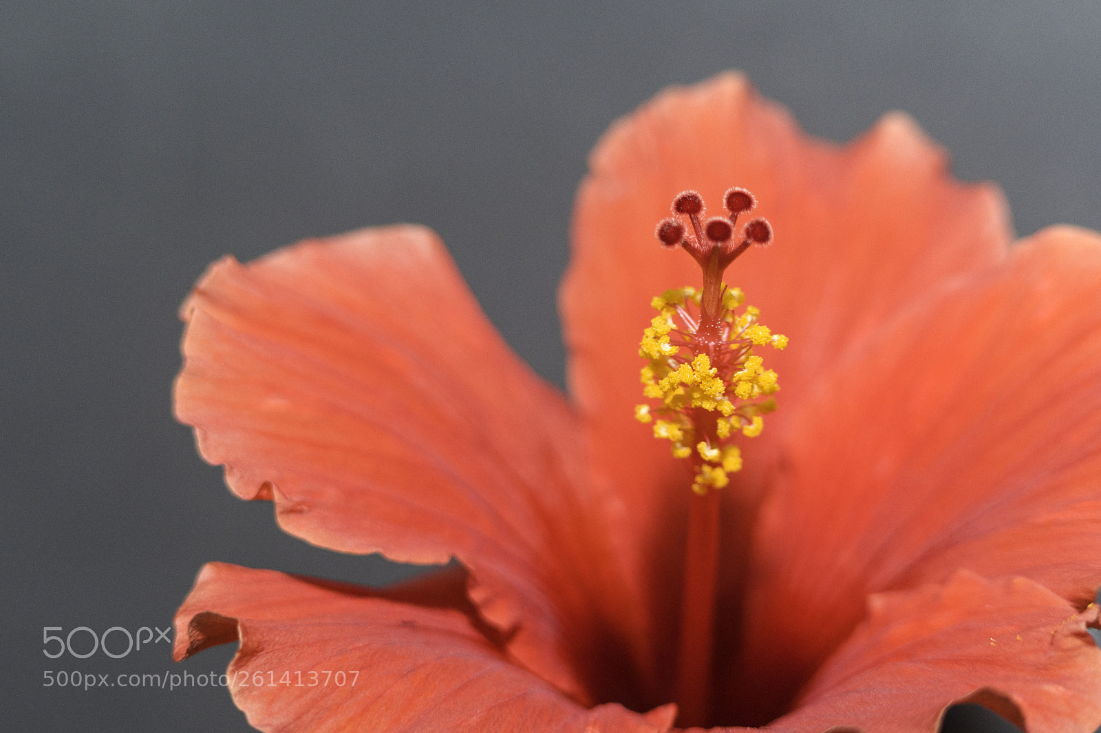 Nikon D7500 sample photo. Red hibiscus photography