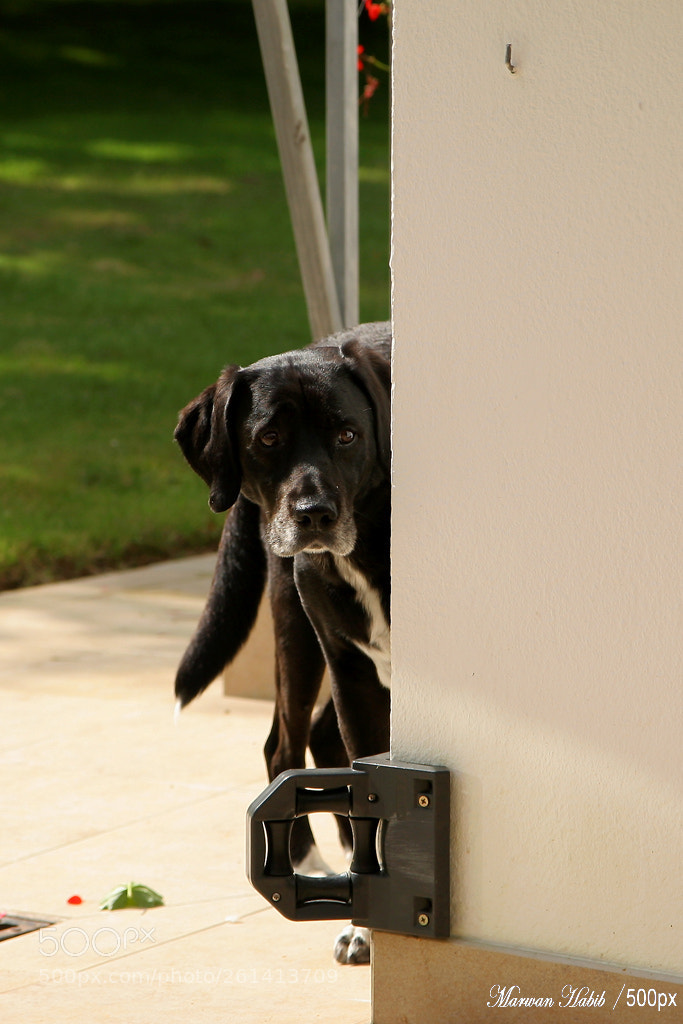 Canon EOS 20D sample photo. Nemo - cautious / prudent photography
