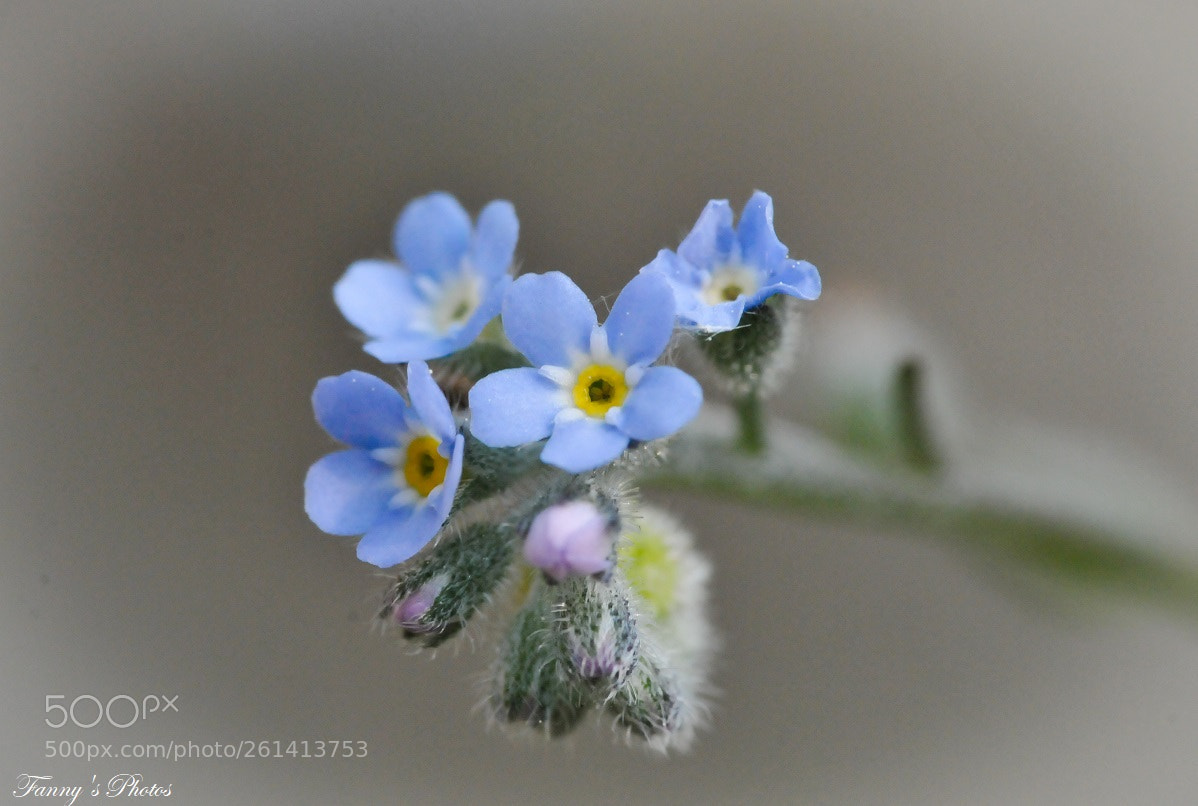 Nikon D300S sample photo. Myosotis bleu photography