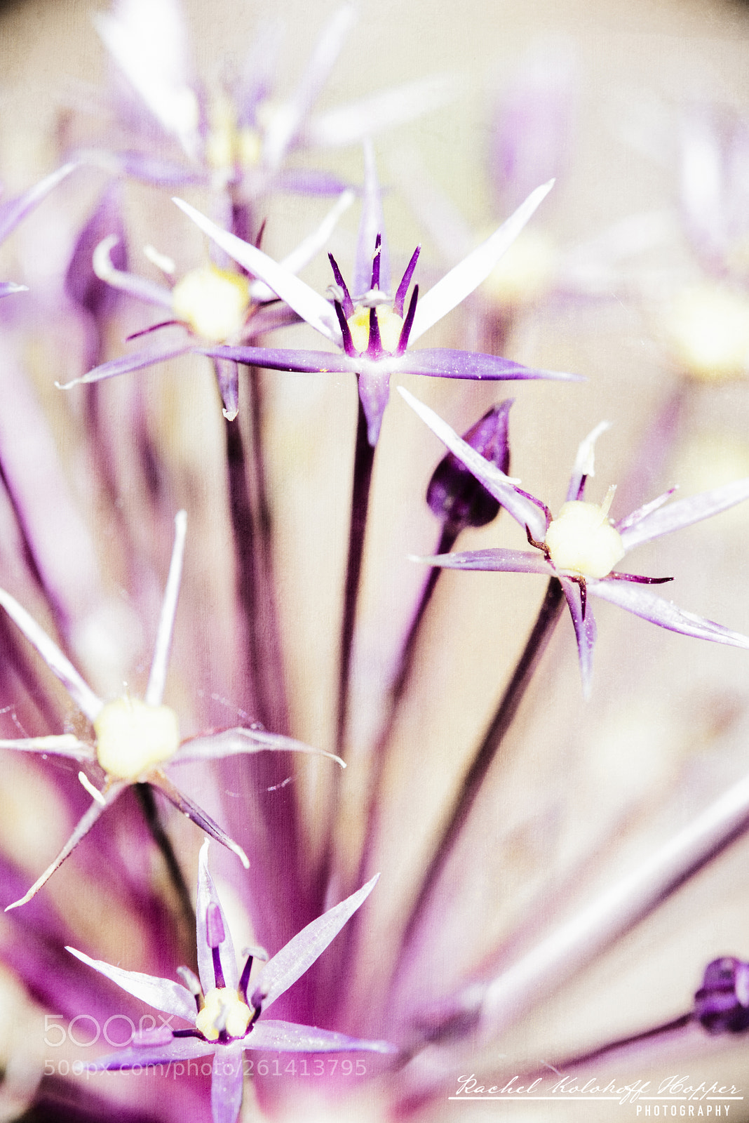 Nikon D810 sample photo. Allium schubertii photography